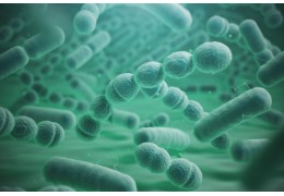 Mikrobiota jelitowa pod lupą: jak maślan sodu, probiotyki i dieta wpływają na Twoje zdrowie i wyniki sportowe?